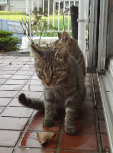 猫