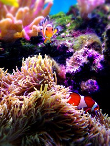 熱帯魚