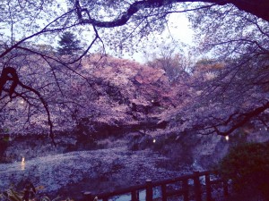 sakura3
